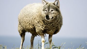 wolf-in-sheeps-clothing-1200×800