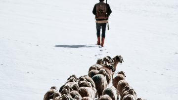 sheep-shepherd-snow-1200-800